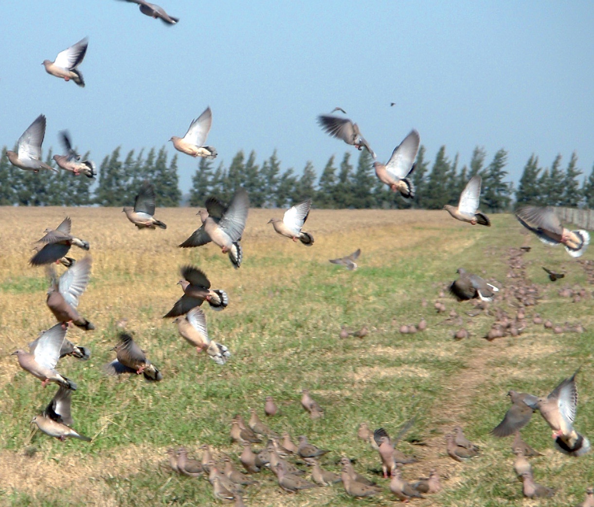 script-img-palomas_y_cotorras_en_girasol