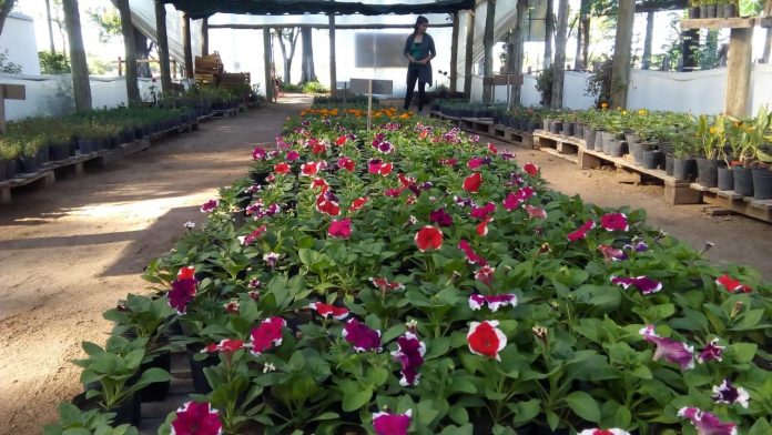 vivero-inclusivo-696x392