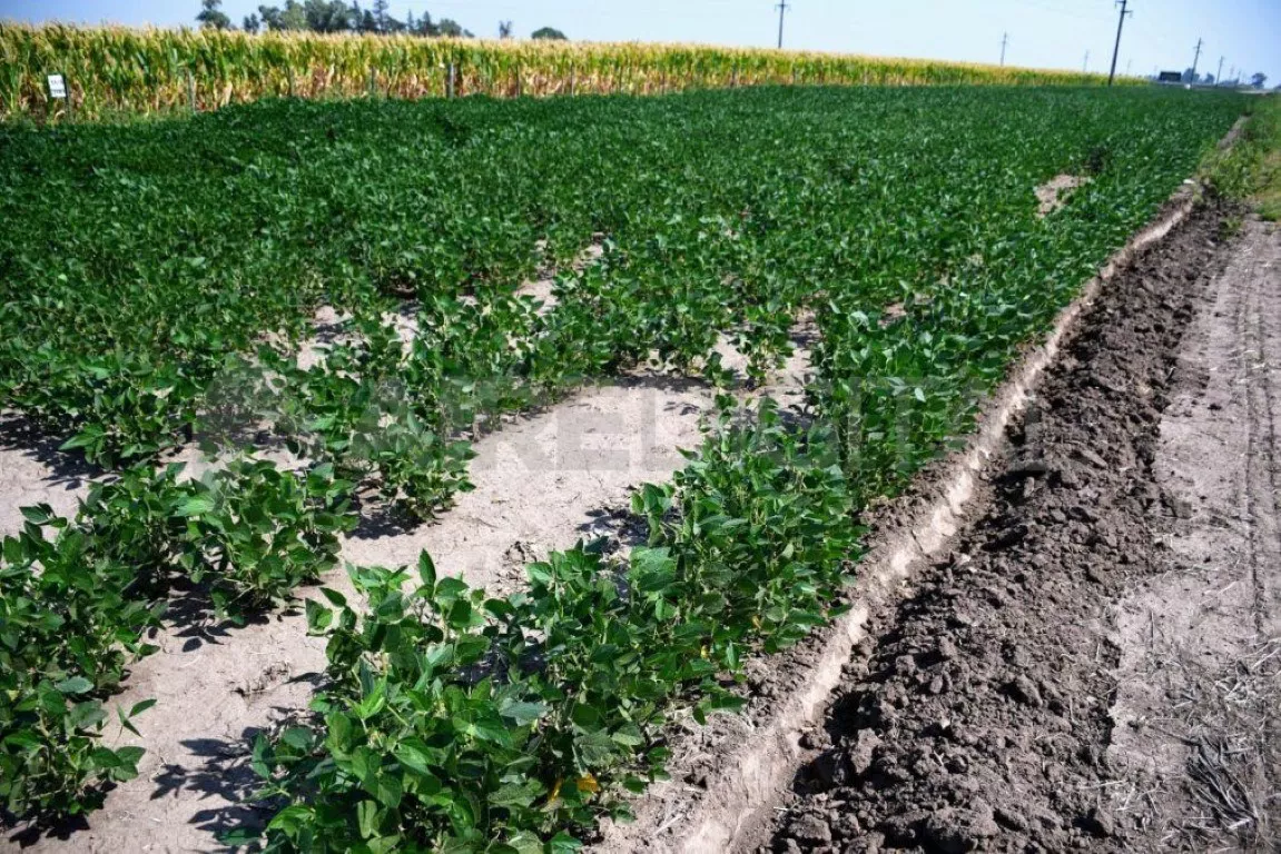 soja-sequia-cosecha-cultivo-campo-009jpg