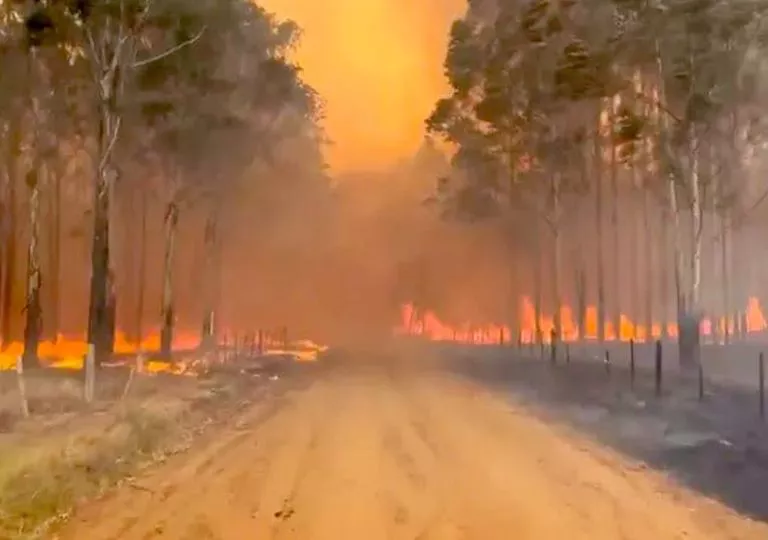 dramaticos-incendios-forestales-fuego-corrientes-informe-inta-1644882004278_768