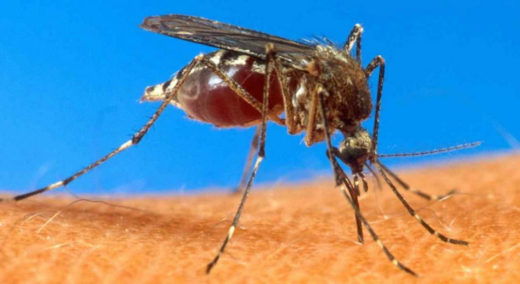 dengue-150_1581035738