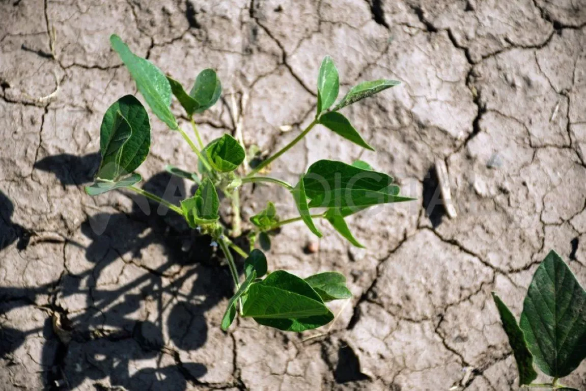 soja-sequia-cosecha-cultivo-campo-008jpg