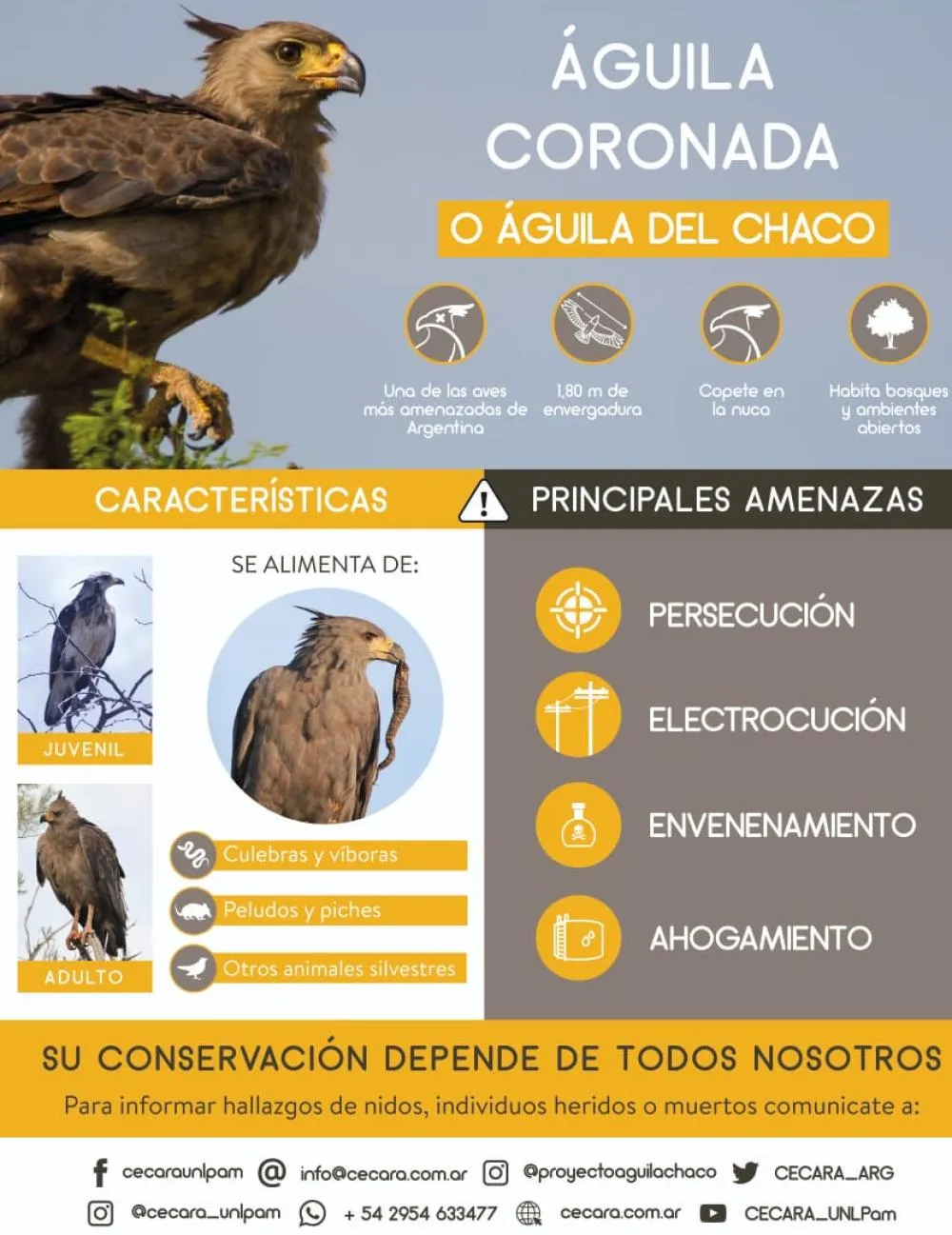 aguila3