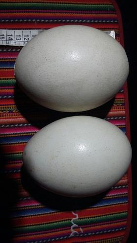 huevos ñandu