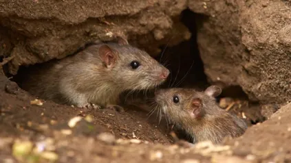 hantavirus-2png