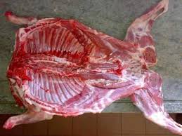 chivo