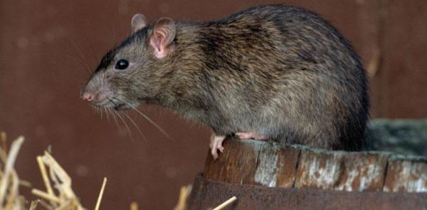 rata