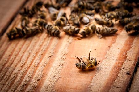 abejas