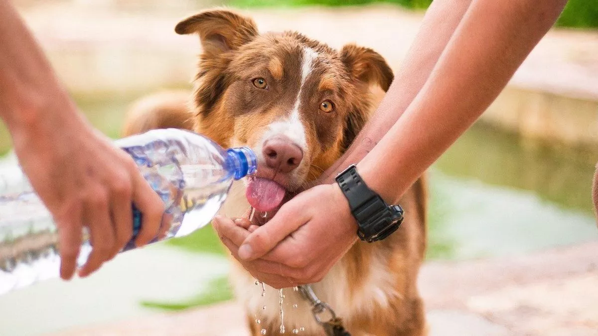 consejos-proteger-nuestras-mascotas-del-calor