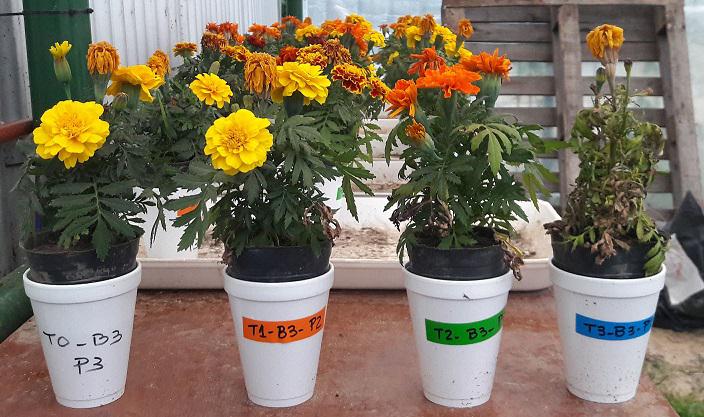 Experimento con Tagetes erecta y lixiviados (1)