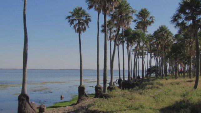 palmar-1jpg