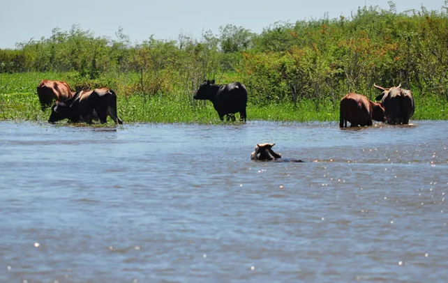 atentos-la-posibilidad-que-el-ganado-quede-prisionero-del-agua-obliga-monitorear-la-zona-islas