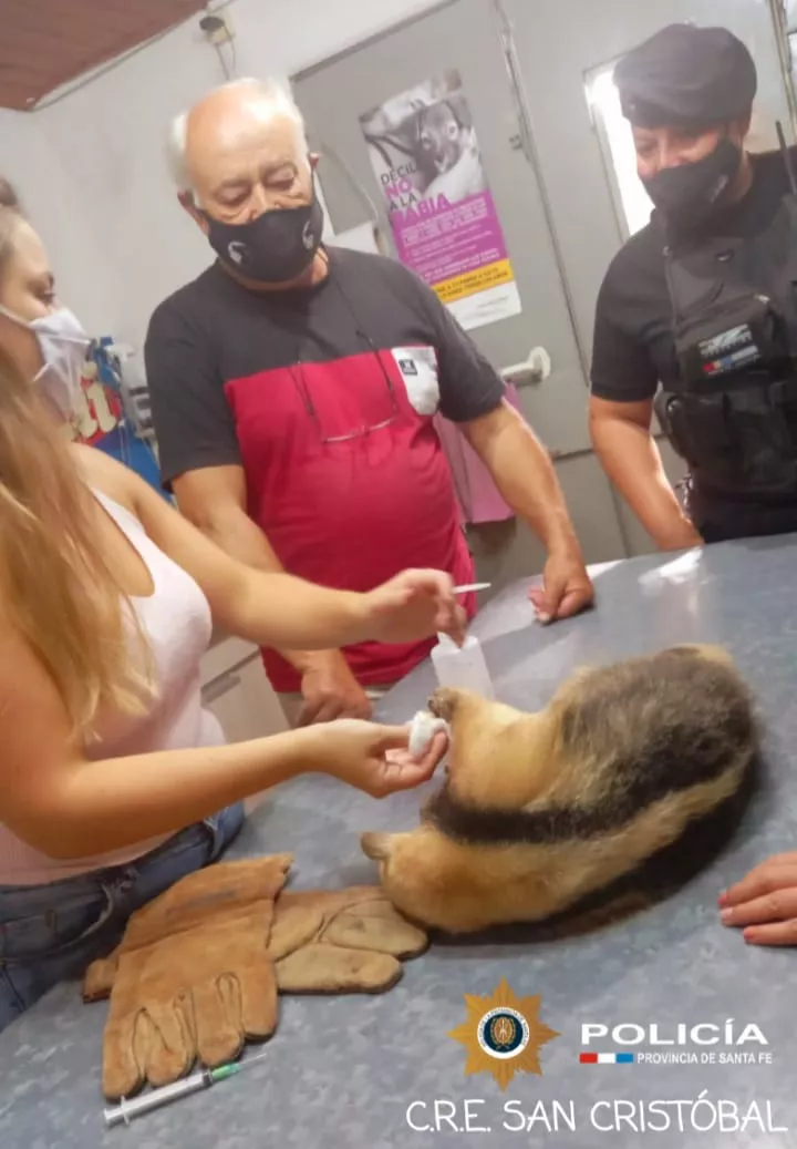 oso melero