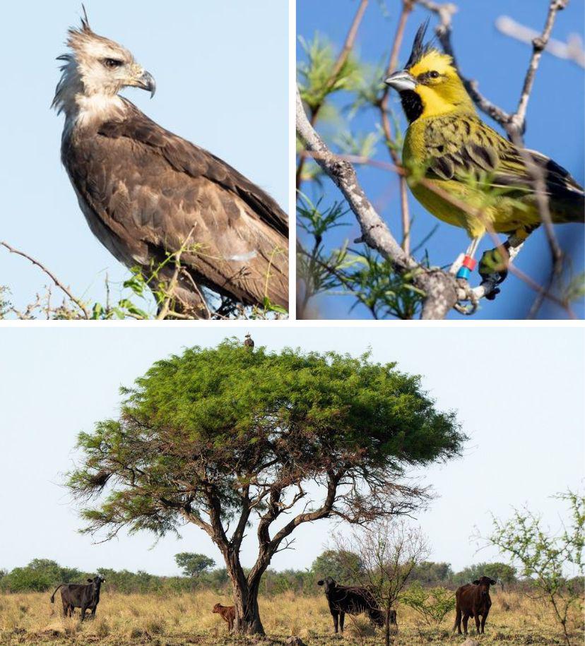 aguila
