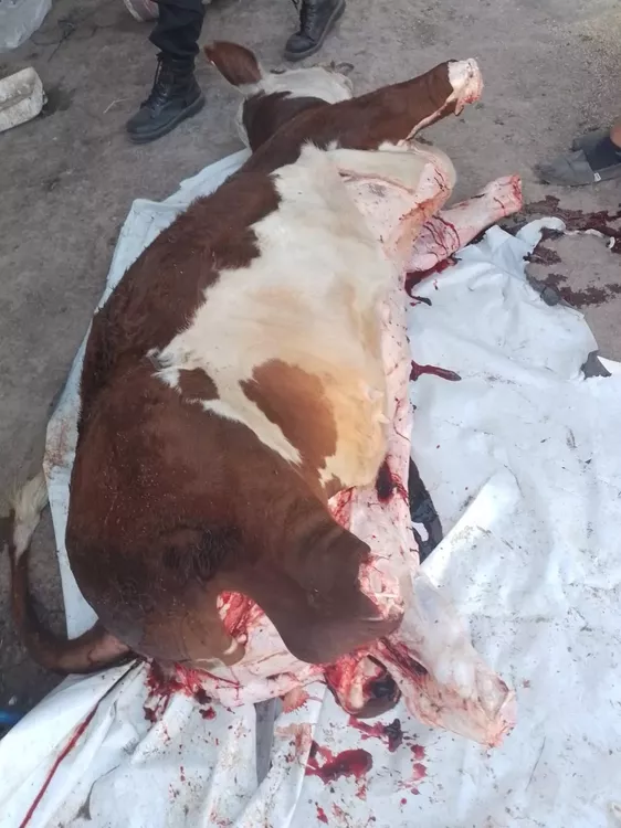 c2dd2c51-db09-4a8f-aae9-6e303c4dac51