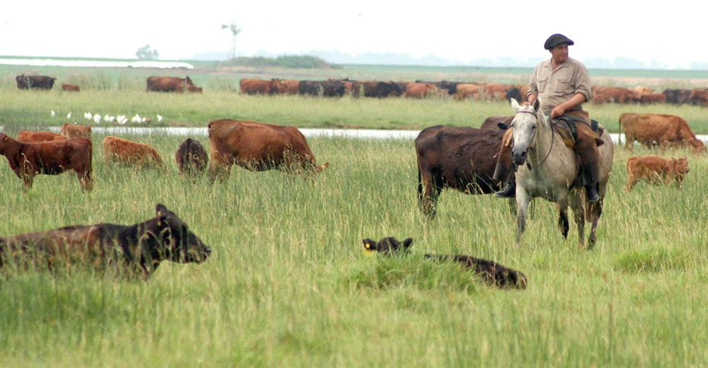 manejo-de-campos-peon-ganado