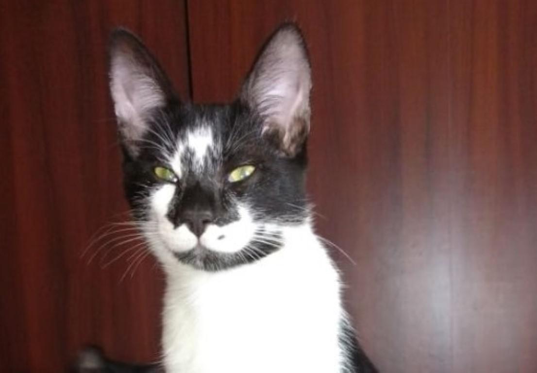 Gatito extraviado - copia