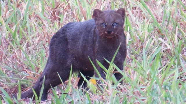 yaguarundi
