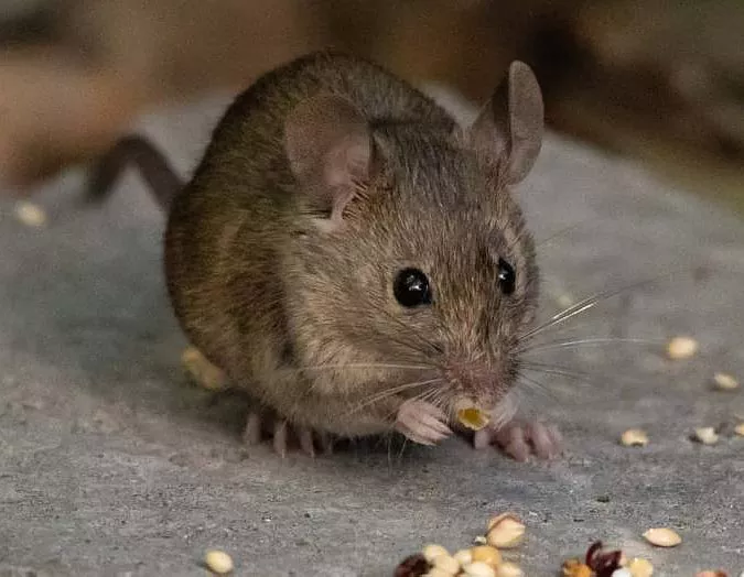 19360-raton-hantavirus