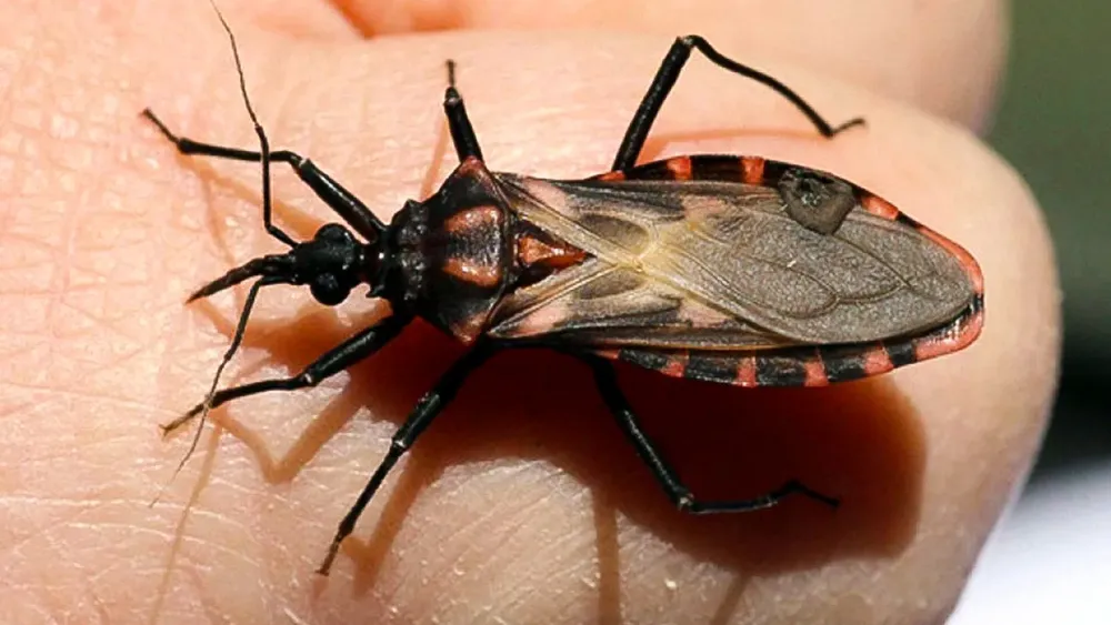 Chagas_Nota_Vinchuca