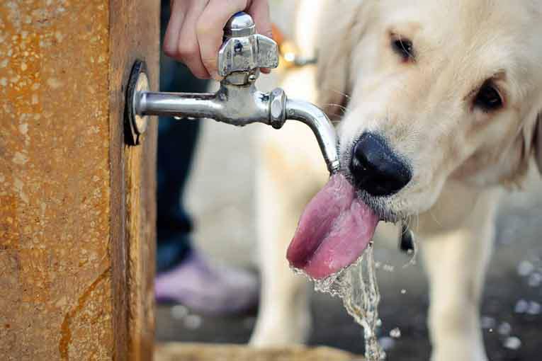 animales-calor-hidratacion-1