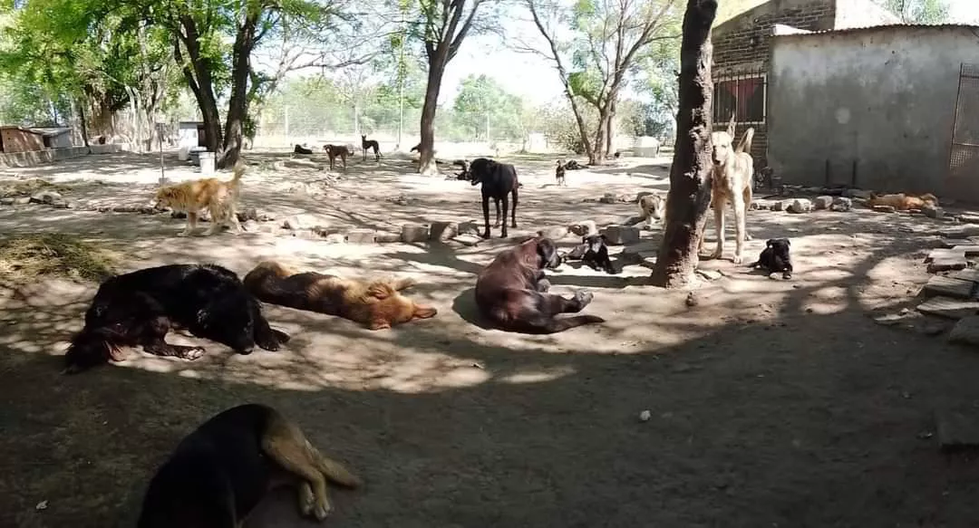 perros