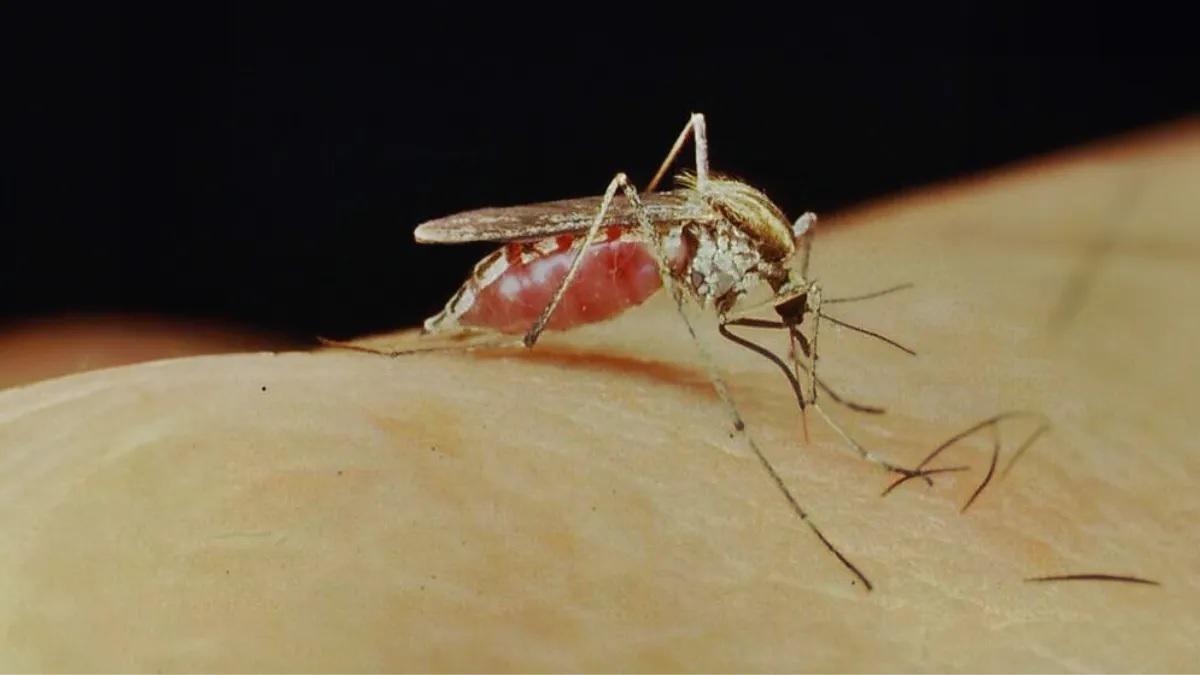 mosquito