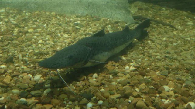 surubi-veda-pesca-santa-fe