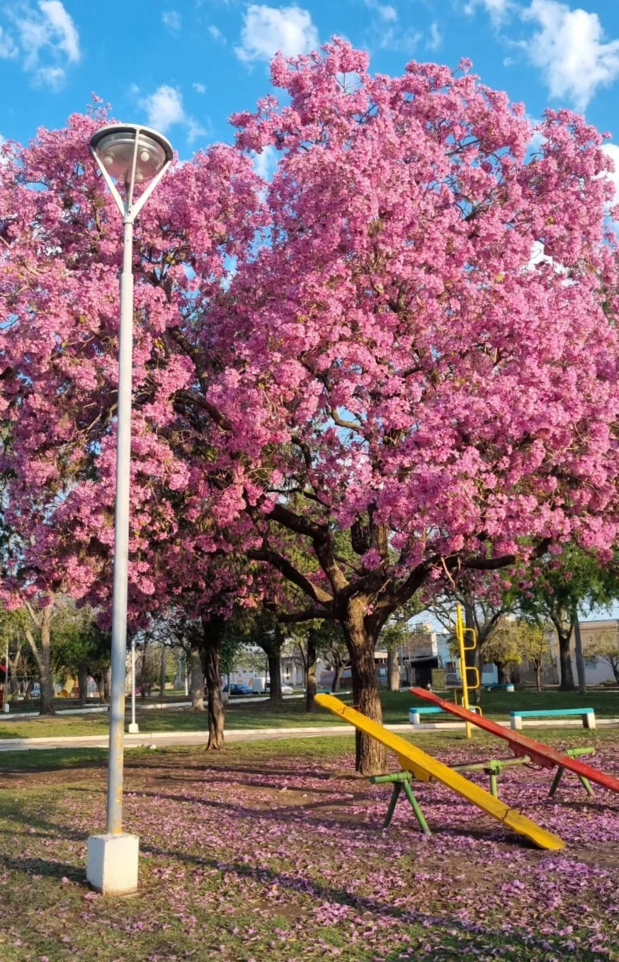 arbol