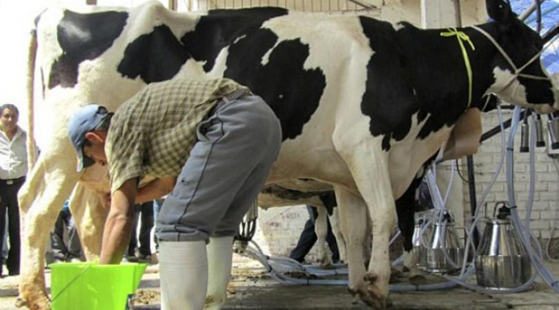 tamberos_portada_1.jpg_1956802537