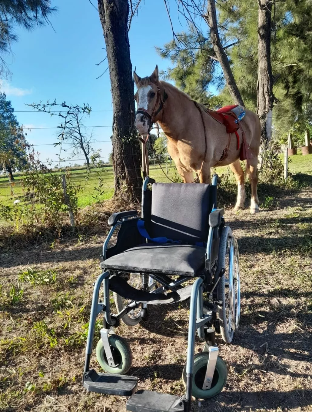 caballos ceres2