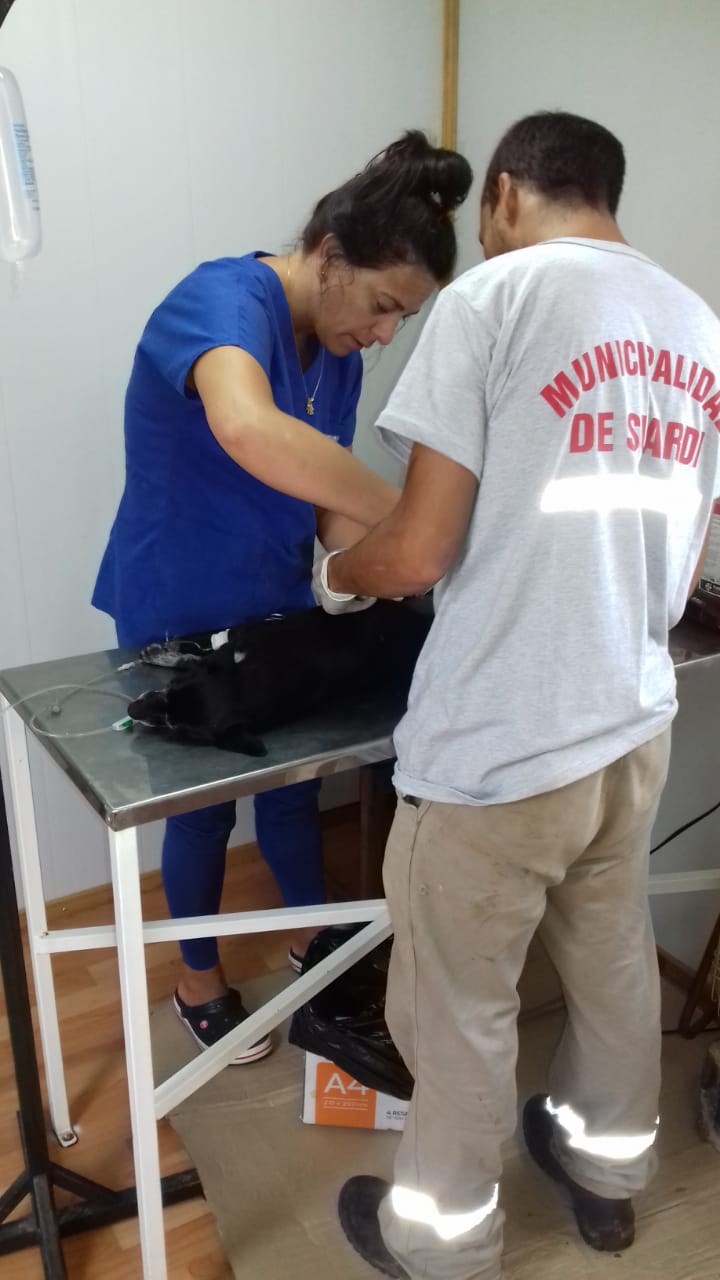 suardi castraciones