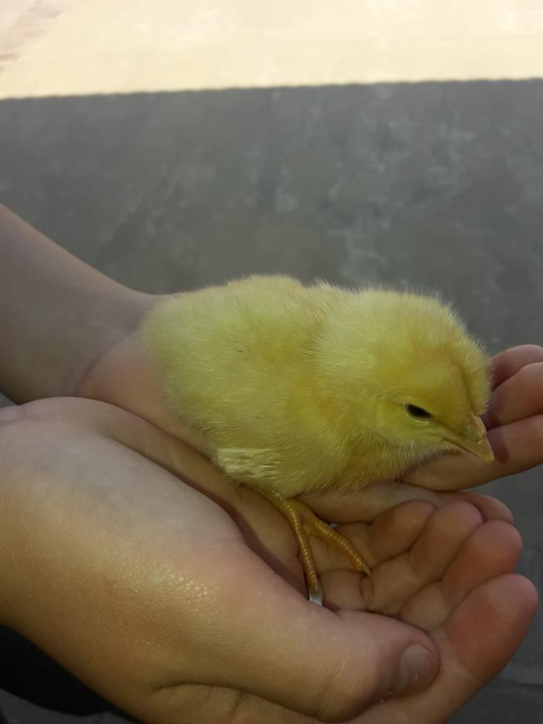 WhatsApp Image 2020-10-01 at 09.11.52