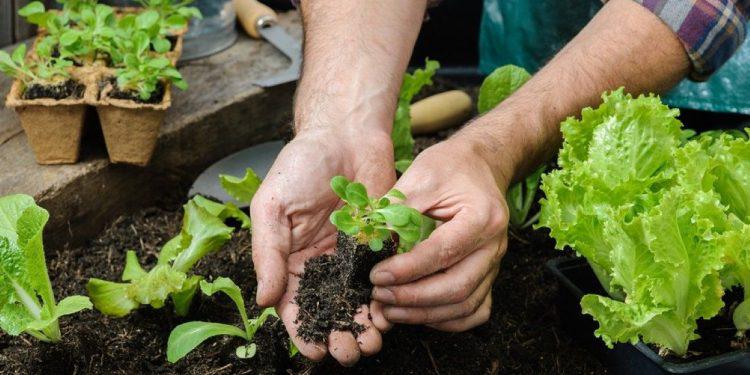 huerta-familiar-750x375