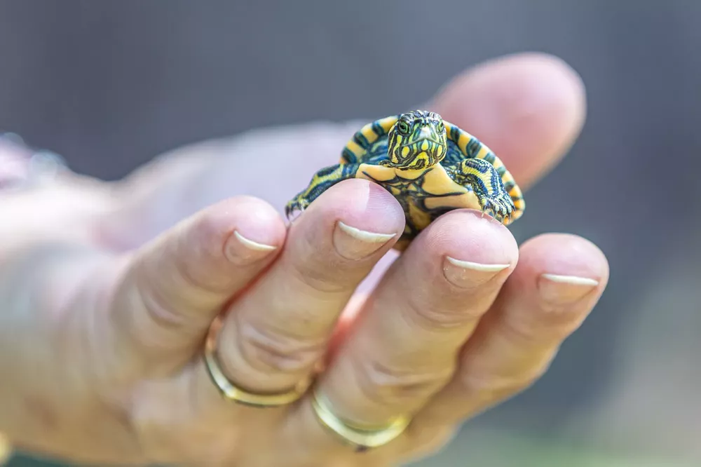 01_Tortugas_UNL