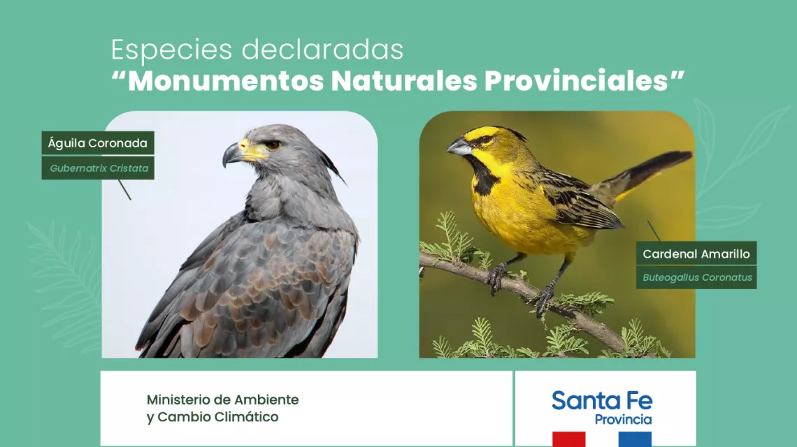 Dos nuevos monumentos naturales protegidos por Ley: cardenal amarillo y  águila coronada