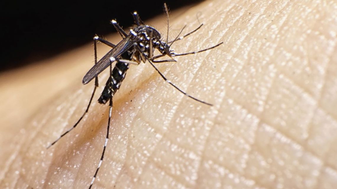 2501dengue-907273