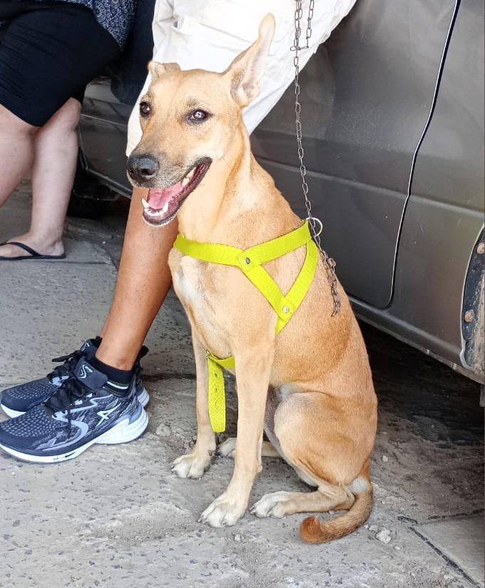 perro