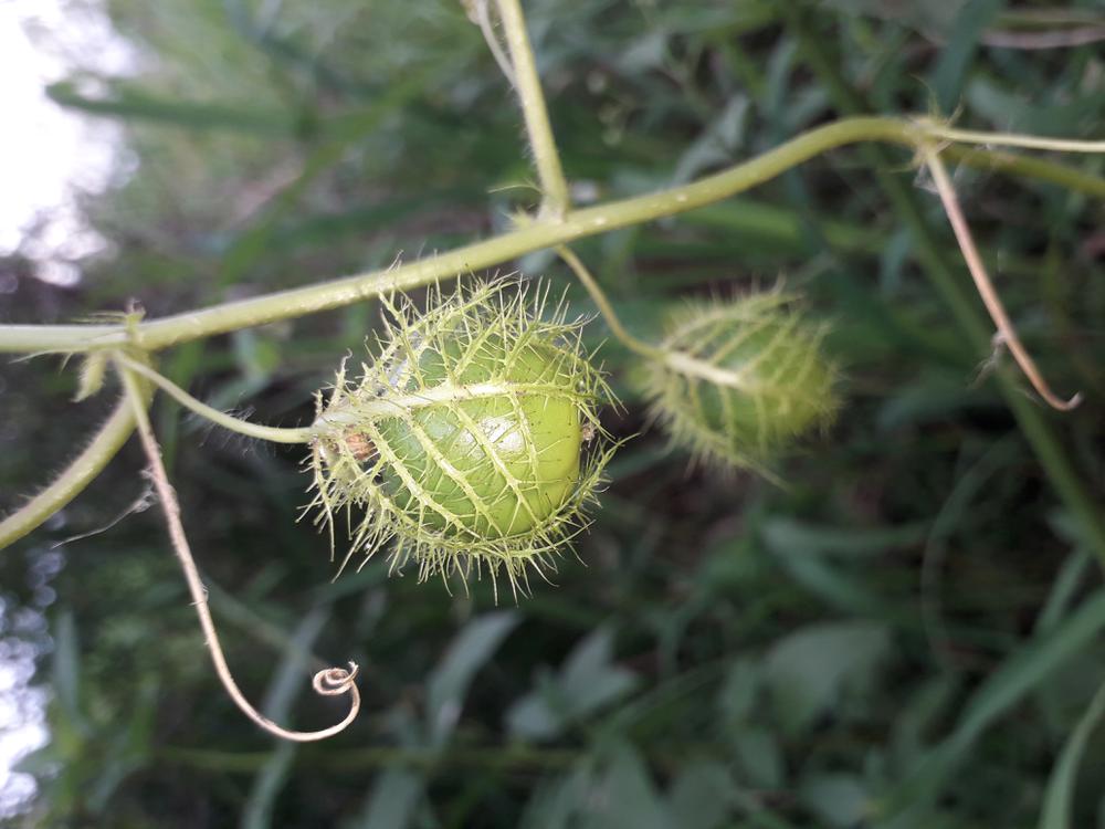 Passiflora foetida 7 IMG