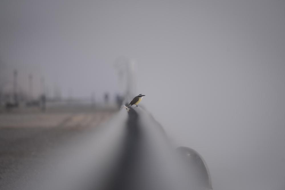 Ph_Franco_Trovato_Fuoco_4