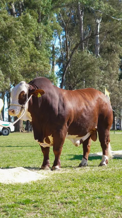 TORO_PALENQUE_PREVIOAREMATE_opt