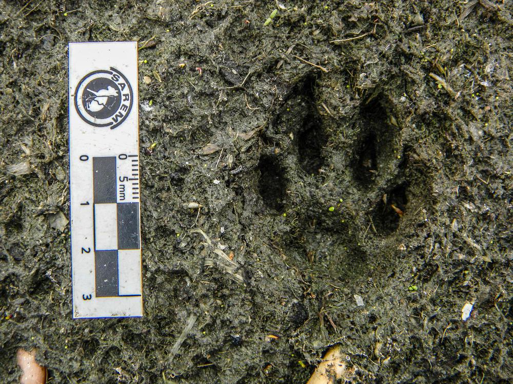 Gato_Montes_Reserva_UNL_Huellas-3