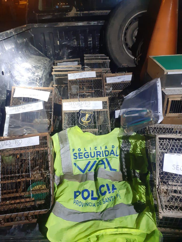 vial jaulas