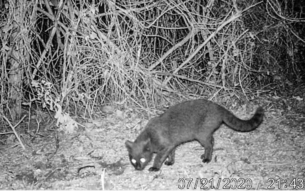 Gato_Montes_Reserva_UNL-4