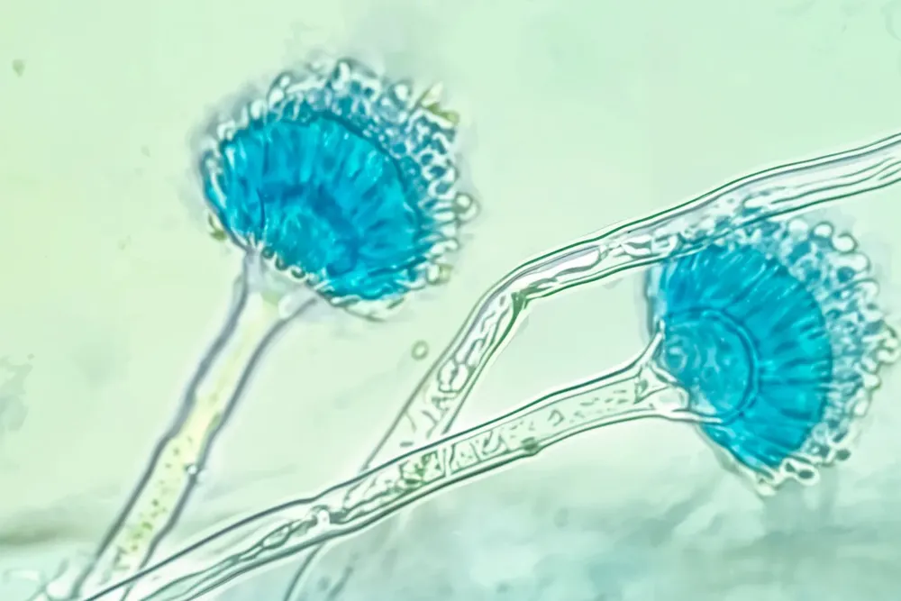 asp 6_LE_magic_x2_creativity_74_resemblance_50