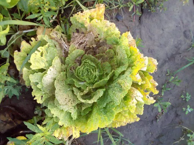 image-5jpg