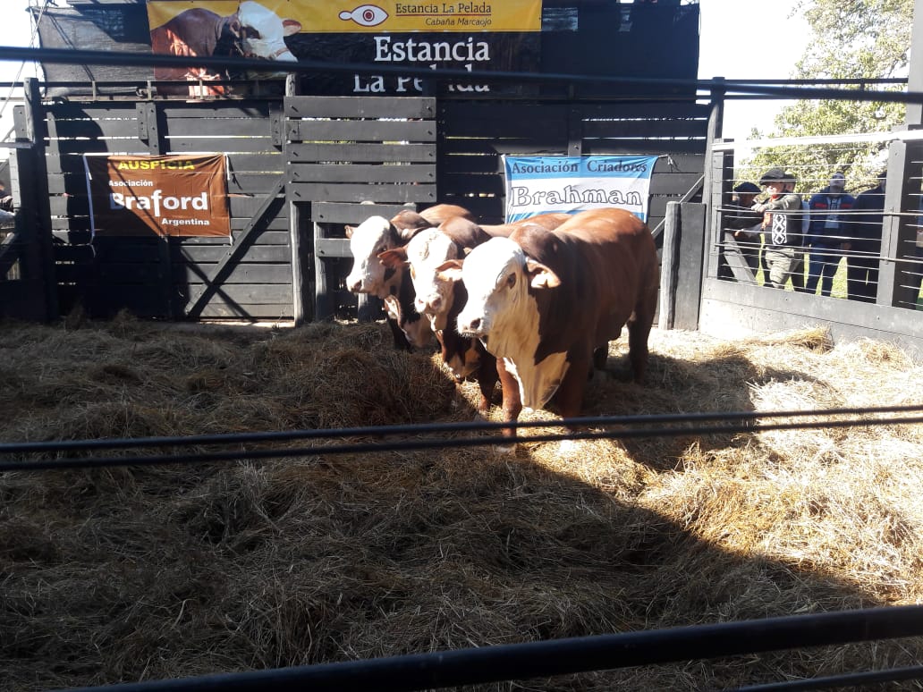 Gran remate de Los Controlados en Estancia La Pelada