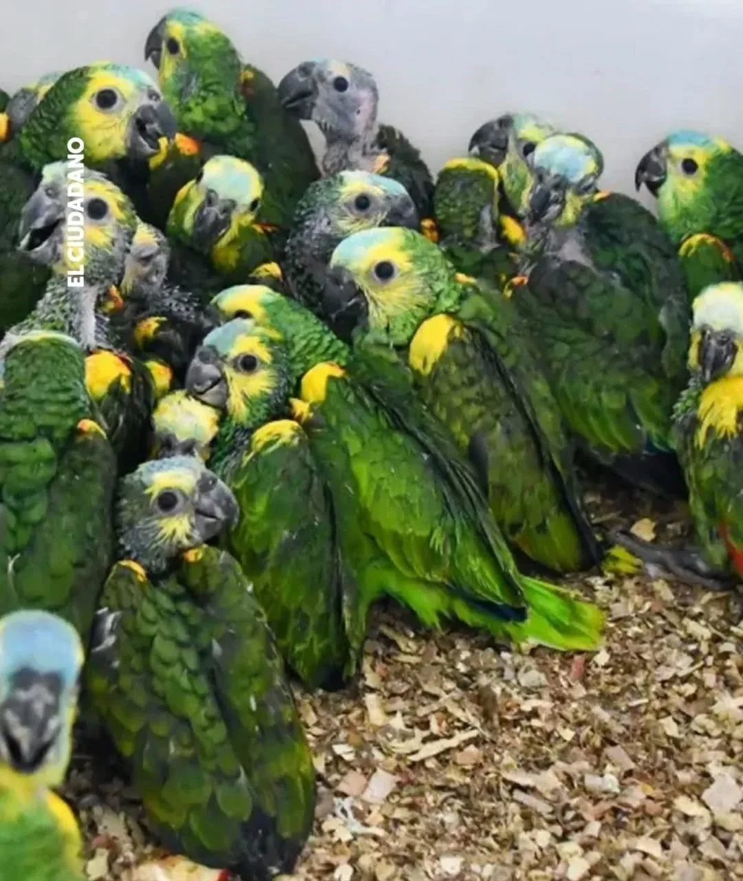 637723404_1533654988766055_1093567618416502132_n