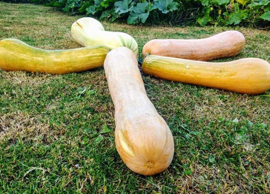 calabaza 1