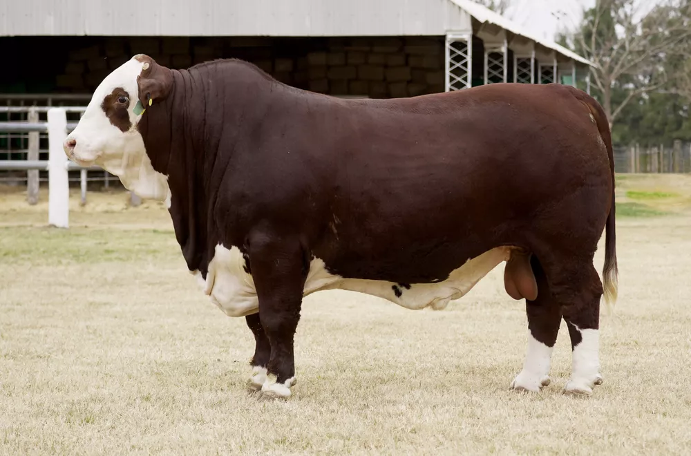 Marcaojo_RP6551P_Cacique